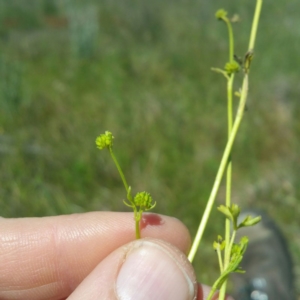 Ranunculus pumilio var. pumilio at Molonglo River Reserve - 2 Nov 2016 12:14 AM