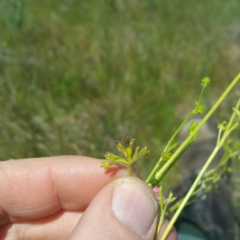 Ranunculus pumilio var. pumilio at Molonglo River Reserve - 2 Nov 2016