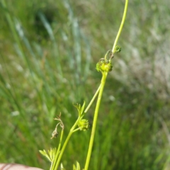 Ranunculus pumilio var. pumilio at Molonglo River Reserve - 2 Nov 2016