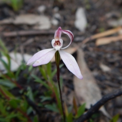Caladenia fuscata (Dusky Fingers) at Point 3852 - 1 Nov 2016 by CathB