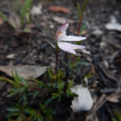 Caladenia fuscata at Point 3852 - suppressed