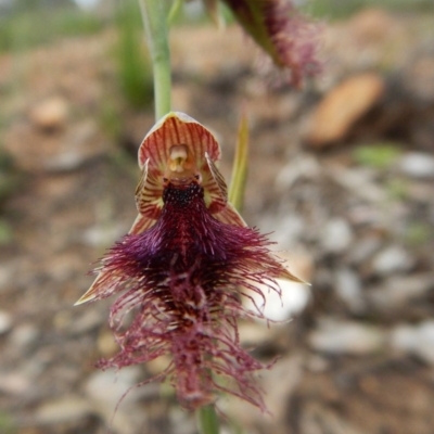 Calochilus platychilus (Purple Beard Orchid) at Point 3852 - 1 Nov 2016 by CathB