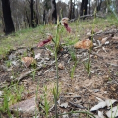 Calochilus platychilus at Point 3852 - suppressed