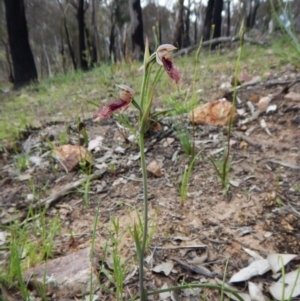 Calochilus platychilus at Point 3852 - 1 Nov 2016