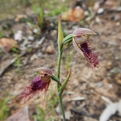 Calochilus platychilus at Point 3852 - 1 Nov 2016