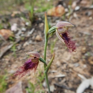 Calochilus platychilus at Undefined Area - suppressed