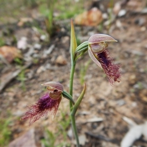 Calochilus platychilus at Point 3852 - suppressed