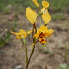 Diuris nigromontana (Black Mountain Leopard Orchid) at Point 3852 - 1 Nov 2016 by CathB