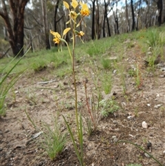 Diuris nigromontana at Point 3852 - 1 Nov 2016