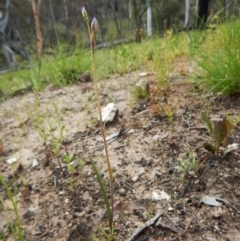 Thelymitra sp. (A Sun Orchid) at Aranda, ACT - 1 Nov 2016 by CathB