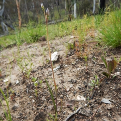 Thelymitra sp. (A Sun Orchid) at Aranda, ACT - 1 Nov 2016 by CathB