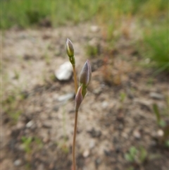 Thelymitra sp. at Point 3852 - 1 Nov 2016