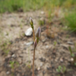 Thelymitra sp. at Point 3852 - 1 Nov 2016