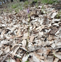 Glossodia major (Wax Lip Orchid) at Point 3852 - 1 Nov 2016 by CathB