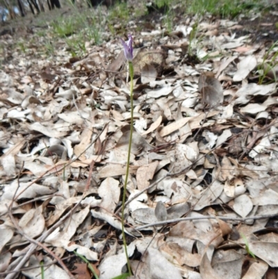 Glossodia major (Wax Lip Orchid) at Aranda, ACT - 1 Nov 2016 by CathB