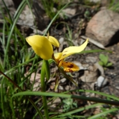 Diuris sulphurea (Tiger Orchid) at Point 3852 - 1 Nov 2016 by CathB