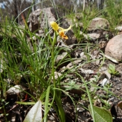 Diuris sulphurea at Point 3852 - 1 Nov 2016