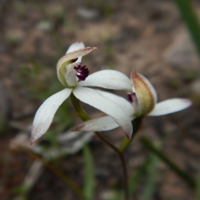 Caladenia cucullata (Lemon Caps) at Point 3852 - 1 Nov 2016 by CathB