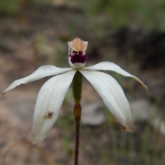 Caladenia cucullata at Point 3852 - 1 Nov 2016