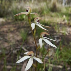 Caladenia cucullata at Point 3852 - 1 Nov 2016