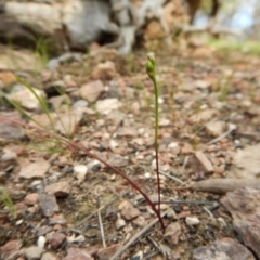 Caleana minor (Small Duck Orchid) at Point 3852 - 1 Nov 2016 by CathB