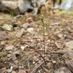 Caleana minor at Point 3852 - suppressed