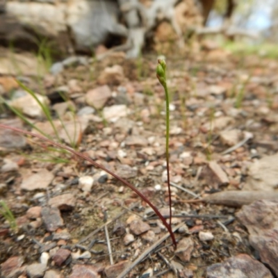 Caleana minor (Small Duck Orchid) at Point 3852 - 1 Nov 2016 by CathB