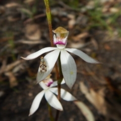 Caladenia moschata (Musky Caps) at Cook, ACT - 1 Nov 2016 by CathB