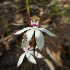 Caladenia moschata (Musky Caps) at Point 3852 - 1 Nov 2016 by CathB