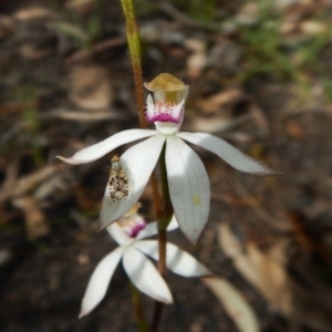 Caladenia moschata at Point 3852 - 1 Nov 2016