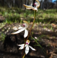 Caladenia moschata at Point 3852 - 1 Nov 2016