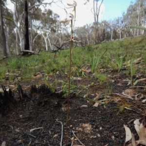 Caladenia moschata at Point 3852 - 1 Nov 2016