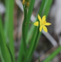 Bulbine sp. at Bournda Environment Education Centre - 13 Oct 2016 by KerryVance