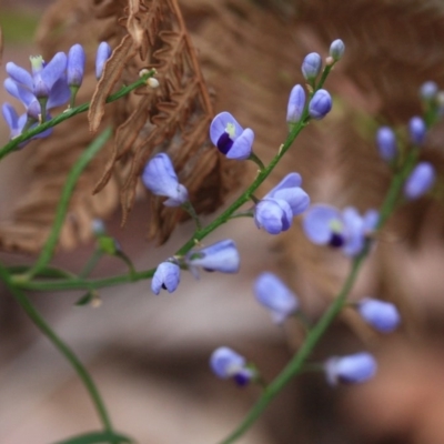 Comesperma volubile (Love Creeper) at Bournda National Park - 13 Oct 2016 by KerryVance