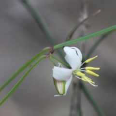 Geitonoplesium cymosum (Climbing Lily) at Bournda National Park - 12 Oct 2016 by KerryVance