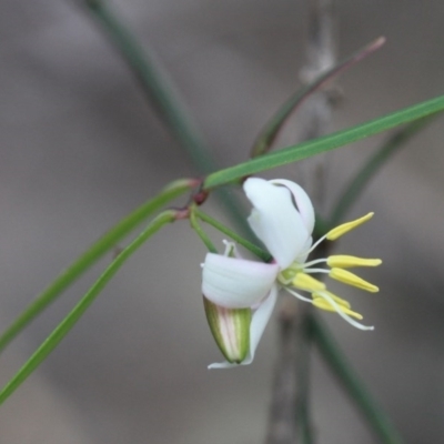 Geitonoplesium cymosum (Climbing Lily) at Bournda National Park - 13 Oct 2016 by KerryVance