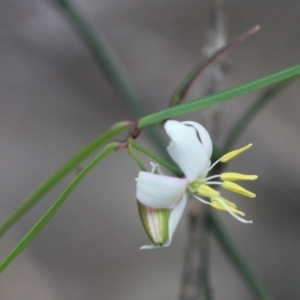 Geitonoplesium cymosum at Bournda, NSW - 13 Oct 2016