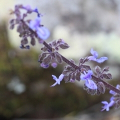 Plectranthus parviflorus (Cockspur Flower) at Bournda Environment Education Centre - 13 Oct 2016 by KerryVance