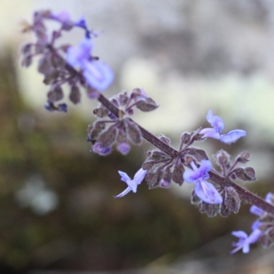 Plectranthus parviflorus (Cockspur Flower) at Bournda, NSW - 13 Oct 2016 by KerryVance