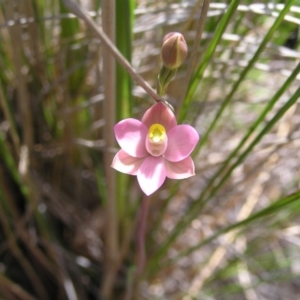 Thelymitra carnea at Aranda, ACT - 18 Oct 2008