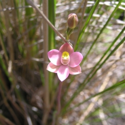 Thelymitra carnea (Tiny Sun Orchid) at Aranda, ACT - 18 Oct 2008 by MatthewFrawley