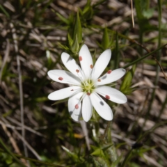 Stellaria pungens (Prickly Starwort) at Gungahlin, ACT - 1 Nov 2016 by CedricBear