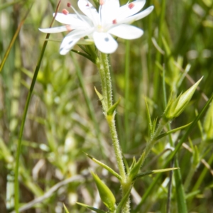 Stellaria pungens at Gungahlin, ACT - 2 Nov 2016