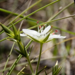 Stellaria pungens at Gungahlin, ACT - 2 Nov 2016