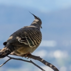 Ocyphaps lophotes (Crested Pigeon) at Gungahlin, ACT - 2 Nov 2016 by CedricBear