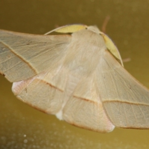 Oenochroma orthodesma at Tathra Public School - 21 Oct 2015 09:22 PM