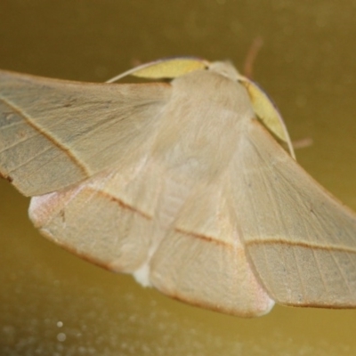 Oenochroma orthodesma (Oenochroma orthodesma) at Tathra Public School - 21 Oct 2015 by KerryVance