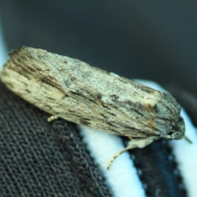 Agriophara platyscia (A Flat-bodied moth (Depressidae) at Tathra, NSW - 21 Apr 2012 by KerryVance