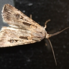 Agrotis munda (Brown Cutworm) at Tathra, NSW - 10 Oct 2013 by KerryVance