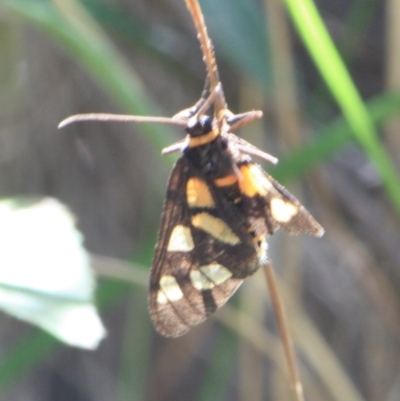 Amata nigriceps (A Handmaiden moth) at Tathra, NSW - 10 Nov 2012 by KerryVance